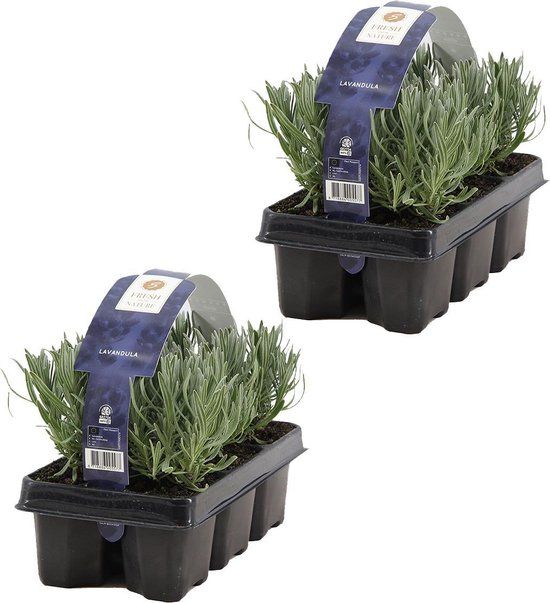 Bloomique 2x 6-pack Lavandula Angustifolia - Lavendel - 12 stuks - Winterhard