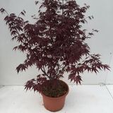 Plantenwinkel.nl Japanse esdoorn Acer palmatum "Bloodgood" heester - 80-100 cm