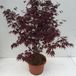 Plantenwinkel.nl Japanse esdoorn Acer palmatum "Bloodgood" heester - 80-100 cm