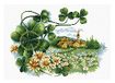 Lieveheersbeestje Scenery Clover Lieveheersbeestje borduurset