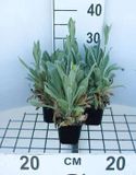 GRDplanten Groendecor Tuinarchitectuur 6x Koekoeksbloem - Lychnis cor. 'Alba' | 9x9 cm pot