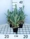 GRDplanten Groendecor Tuinarchitectuur 6x Koekoeksbloem - Lychnis cor. 'Alba' | 9x9 cm pot