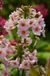 Moerings Primula japonica Appleblossom Japanse sleutelbloem waterplant