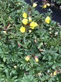 GRDplanten Groendecor Tuinarchitectuur 6x Teunisbloem - Oenothera frut. 'Sonnenwende' | 9x9 cm pot