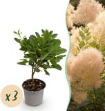 Plantenboetiek.nl Cotinus Cotinus coggygria Young Lady - Groen 3 Planten - Bladverliezend - Weinig Onderhoud - Ø12cm - 25-35cm hoog - Tuinplant