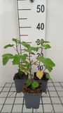 GRDplanten Groendecor Tuinarchitectuur 6x Malvastruik - Lavatera hybr. 'Bredon Springs' | 9x9 cm pot