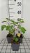 GRDplanten Groendecor Tuinarchitectuur 6x Malvastruik - Lavatera hybr. 'Bredon Springs' | 9x9 cm pot