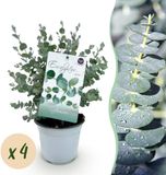 Plantenboetiek.nl Eucalyptus gunni - 4 stuks - Winterhard - Ø15cm - 30cm hoog