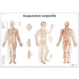 3B Scientific Body Acupunctuur Anatomisch Model