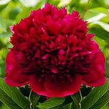 Merkloos / Sans marque Dutch Bulbs Pioenroos Wortel - Red Charm