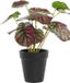 DKD Home Decor Decoratieve plant Roze Groen PE (10 x 10 x 27 cm)