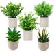 Ibenzoa® Set van 5 Planten Decoratief Kunst voor Woonkamer, Slaapkamer en Kantoor, Onderhoudsvrij