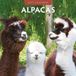 Red Robin Alpaca Kalender 2027