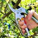 Cisailles de jardin sans marque, cisailles à gazon