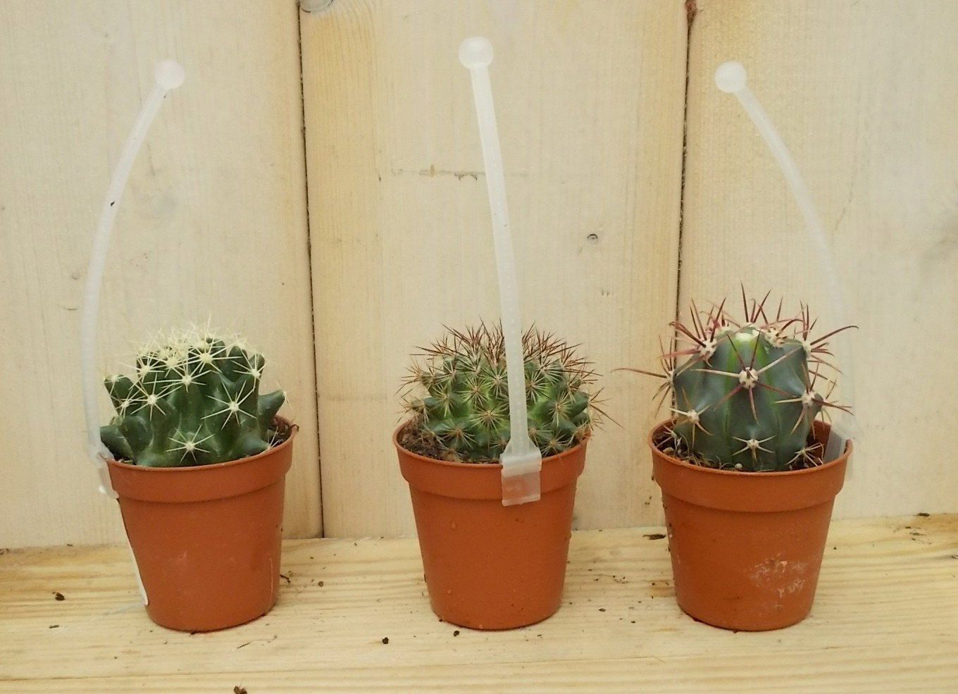 Warentuin Natuurlijk 3 stuks! Kamerplant cactus mini laag Cactaceae