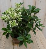 Warentuin Natuurlijk Veronica Hebe Andersonii roze bont en groen blad (3 stuks)