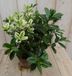 Warentuin Natuurlijk Veronica Hebe Andersonii roze bont en groen blad (3 stuks)