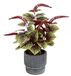 Kunstmatige dwerg peperplant met peperomie pot kamerplant kunstzijden plant potplant decoratieve plant grote groene plant herfstdecoratie