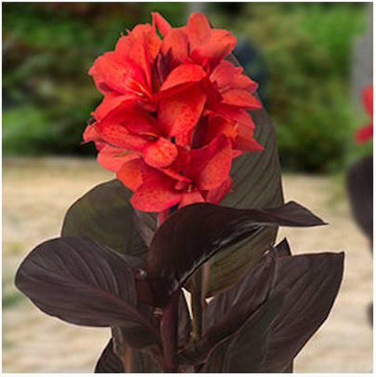 Moerings Canna Julia | Bloemriet | Rood | 80 cm