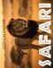 Safari Libri GmbH Safari 2027 Calendar Paperback