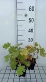 Groendecor Tuinarchitectuur 6x Pluimpapaver - Macleaya micr. 'Kelways Coral Plume' | 9x9 cm pot