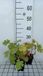 GRDplanten Groendecor Tuinarchitectuur 6x Pluimpapaver - Macleaya micr. 'Kelways Coral Plume' | 9x9 cm pot