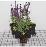 GRDplanten Groendecor Tuinarchitectuur 6x Struiksalie - Salvia nem. 'Blaukönigin' ('blue queen') | 9x9 cm pot