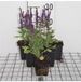 GRDplanten Groendecor Tuinarchitectuur 6x Struiksalie - Salvia nem. 'Blaukönigin' ('blue queen') | 9x9 cm pot