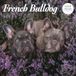 Franse Bulldog 2025 Deluxe Kalender