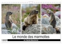 Le Calvendo Le monde des marmottes en Haute Maurienne (Calendrier mural 2027 DIN A4 vertical), CALVENDO calendrier mensuel