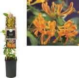 Van der Starre Klimplant Lonicera tellmanniana - Oranje gele Kamperfoelie