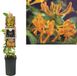 Van der Starre Klimplant Lonicera tellmanniana - Oranje gele Kamperfoelie