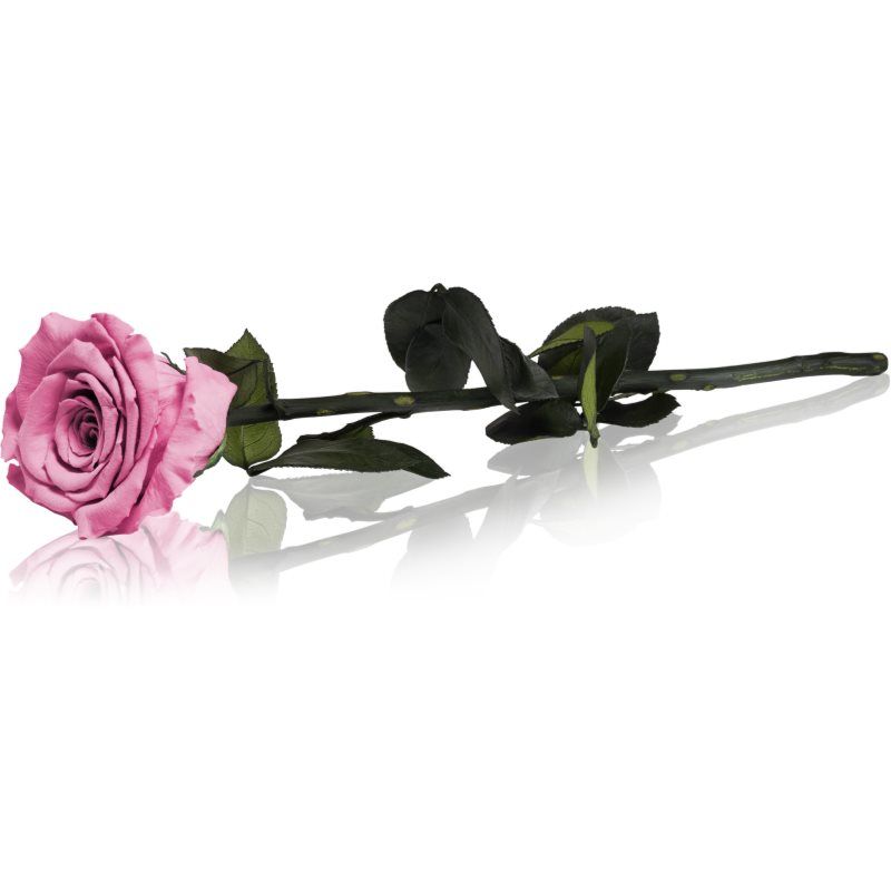 RoseAmor Pink Geconserveerde bloemen 1 st