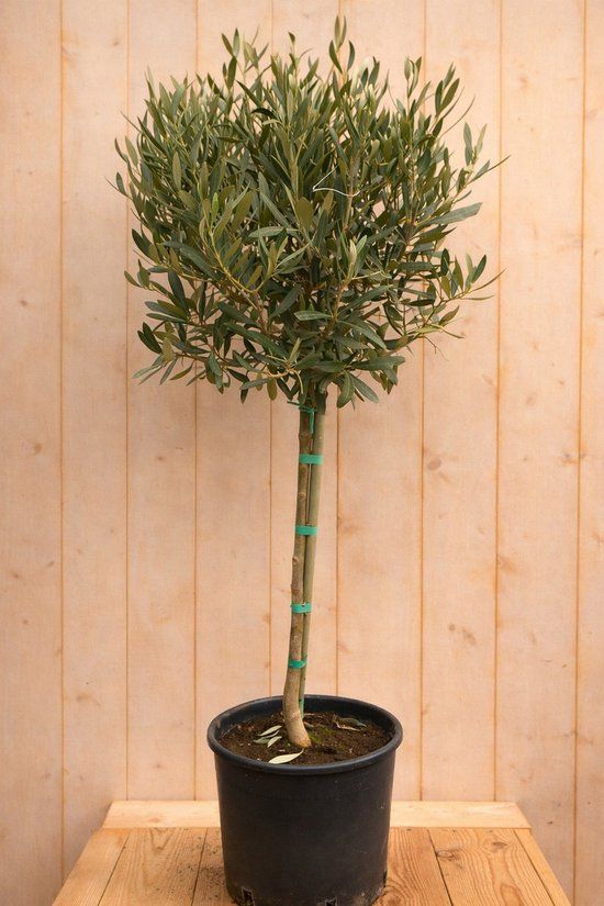 Warentuin Natuurlijk Olijfboom Olea Europaea 100cm Stam Ongeveer 50cm