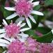 Arborix Aster 6 x Aster Lateriflorus 'Horizontalis' - Pot 9x9 cm - Wit