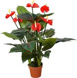 Buitengewoon Boet Kunst Anthurium - 95 cm