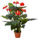 Buitengewoon Boet Kunst Anthurium - 95 cm