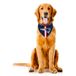 NFL Kansas City Chiefs Hond Bandana