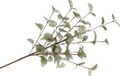 DK Design Fleur artificielle Eucalyptus branche Soie - 72 cm - Jade vert