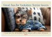 Great Calvendo Great fun for Yorkshire Terrier lovers (Wall Calendar 2027 DIN A2 landscape)