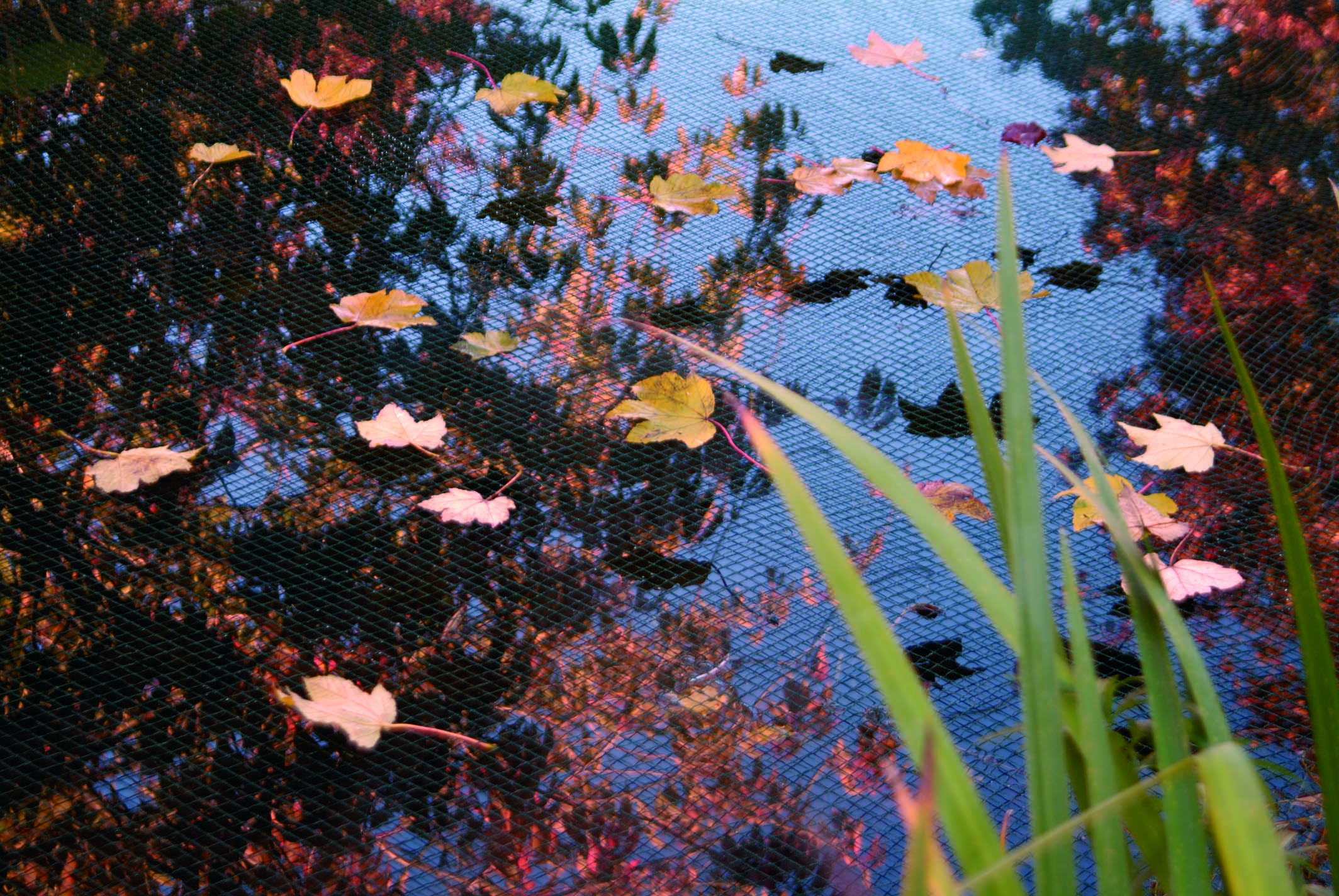 Ubbink - Vijvernet 5 x 6 m