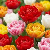 Green boutiQ - 60x Tulipa Double mix