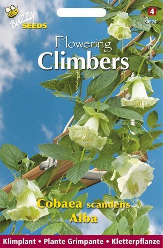 Buzzy Flowering Climbers Cobaea Bloemzaad - Wit