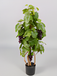 Oosterik Home Bonsai 90 cm kunstplant