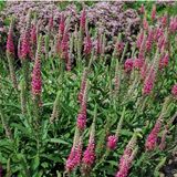 Arborix Veronica 6 x Veronica Spicata 'Rotfuchs' - Aarereprijs Pot 9x9 cm - Roodbloeiende Vaste Plant