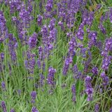 Arborix Bol 6 x Lavandula Intermedia 'Dutch' - Lavendel pot 9x9cm