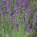 Arborix Bol 6 x Lavandula Intermedia 'Dutch' - Lavendel pot 9x9cm