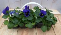 Warentuin Natuurlijk Grootbloemige violen blauw 6 stuks in tasje