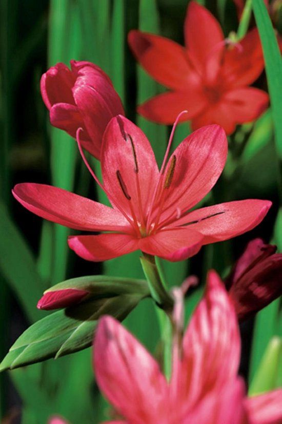 Moerings Schizosylis Rood P9