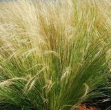 Arborix Stipa Tenuifolia 6 x Vedergras pot 9x9cm